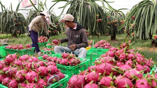 Vietnam reacts to report that UK outlets halt selling Vietnamese dragon fruits over pesticide residues